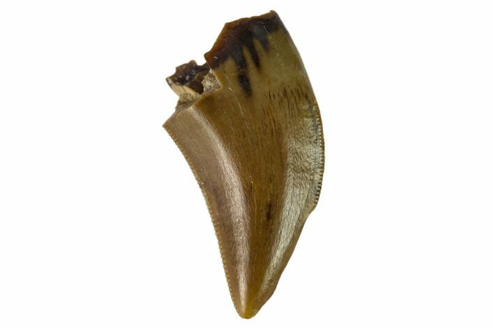 Theropod (Raptor) Tooth - Judith River Formation #133592